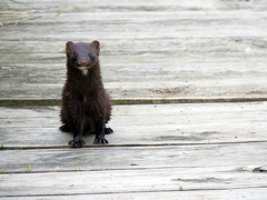 American mink (Neogale vison)
