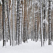 Forêt de pins, près du lac Kratovskoe, région de Moscou (Russie)