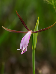Cleistesiopsis divaricata (Large Spreading Pogonia orchid)