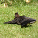 P1050123 Hen Blackbird sunbathing
