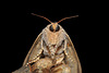 Phragmataecia parvipuncta (Hampson, [1893]), ♀