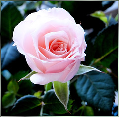 Winter Rose... ©UdoSm