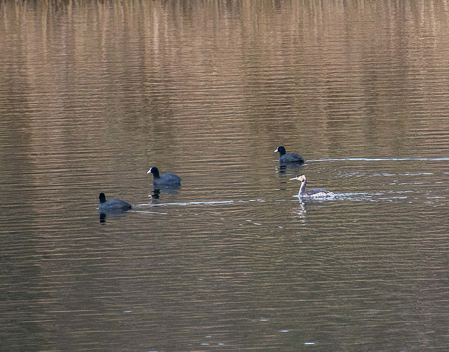 Coots and a grebe on Budworth mere