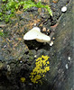 Oysterling & Yellow Disco fungi