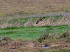Marsh Harrier f (Circus aeruginosus) Busard des roseaux DSC 5036