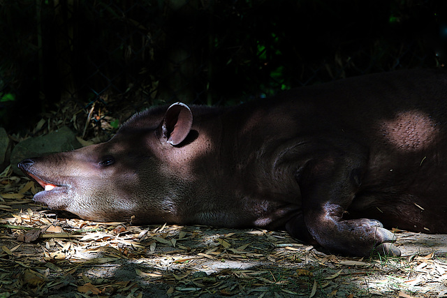 Etre tapir dans un groin de jardin , en somme .