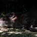 Etre tapir dans un groin de jardin , en somme .