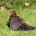 P1050129 Hen Blackbird sunbathing