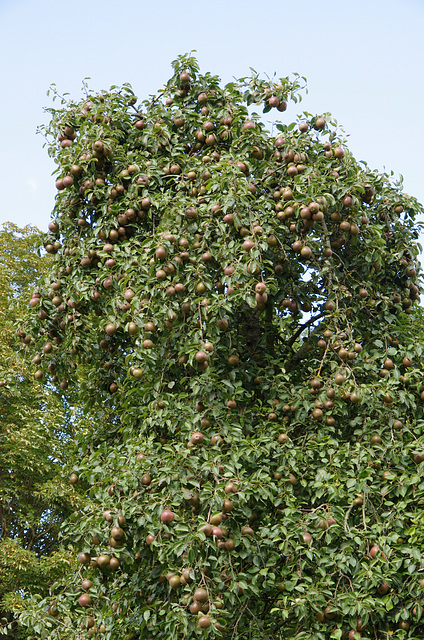 A good crop of pears