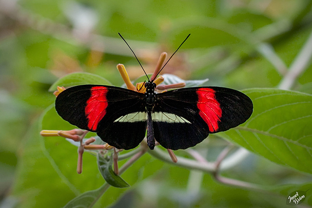 Victoria's Butterfly Gardens, Part 4: Even More Beautiful Butterflies, Plants and Animals! (+10 insets)