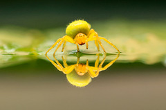 Araniella sp  ( Araignée courge ou Épeire concombre)