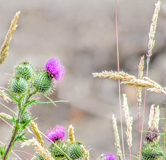 Thistle and Grasses.