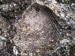Fossiliferous outcrop.