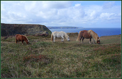 Shetland ponies at Ralph's Cupboard