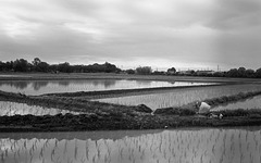 Rice paddy under the cloudy sky