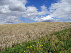 Harvested field and wild flower strip