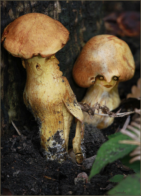 Fungi Troll: le couple