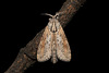 Phragmataecia parvipuncta (Hampson, [1893]), ♂
