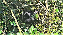 Blackbird In The Berries.