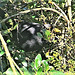 Blackbird In The Berries.