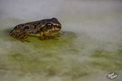 67/366: Adorable Froglet