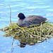 Coot On Its Nest.