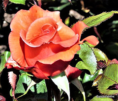 Rose Flowering In The Sun.