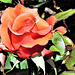 Rose Flowering In The Sun.