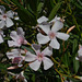 Rhodes, Flowering Oleander