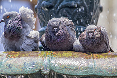 Pidgeons bath