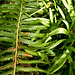green - fern & leaf