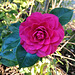 The first camellia of 2019, in my garden