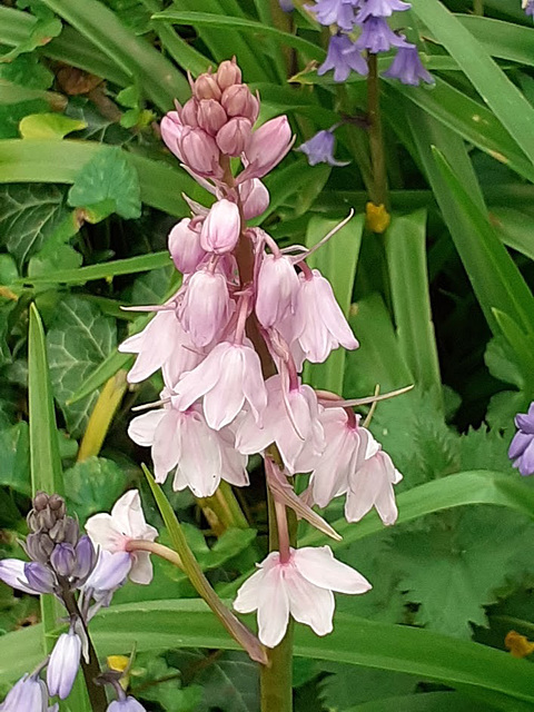 Some bluebells are pink.