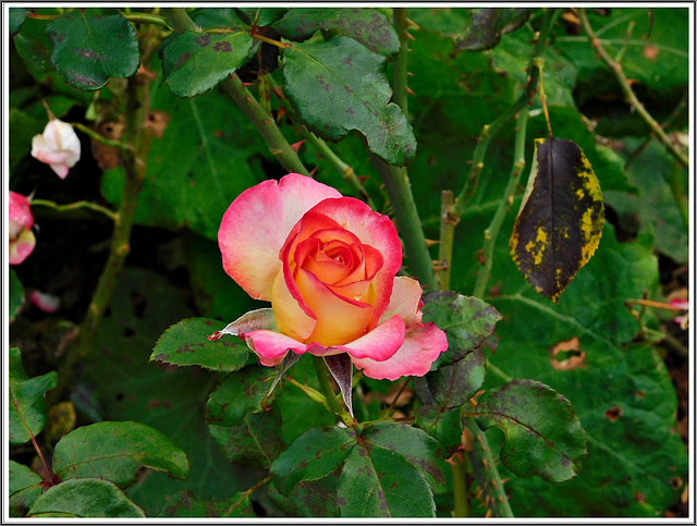 Rose devant la mairie de Boulogne sur Mer