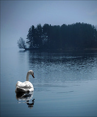 My swan...