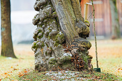 Der Stamm des Habitatbaumes :))  The trunk of the habitat tree :))  Le tronc de l'arbre habitat :))
