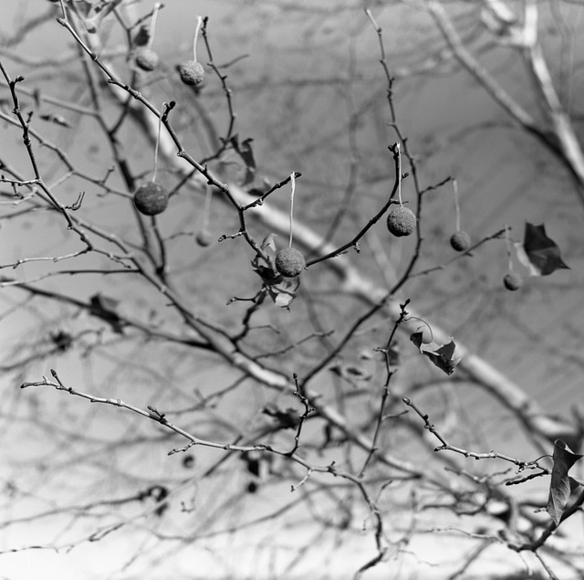 Platanus hips