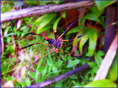Seychelles : all'ingresso della foresta dove nasce il coco-de-mer, questo vistoso ragno gigante