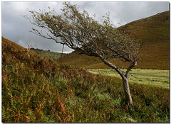 Valley of the Rocks: Windblown lone tree.