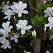 247/365 Spring Azaleas