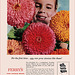 Ferry's Seeds Ad,1956