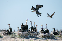 Nichées de cormorans