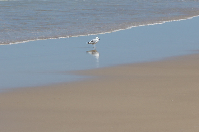 Sand and a Seagull