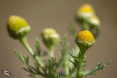 193/366: Pineapple Weed (+1 in a note)