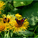 The flowers the bees and the butterflies....