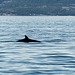 Day 7, Minke Whale off Tadoussac, Quebec