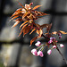 20200412 7202CPw [D~LIP] Japanische Blütenkirsche (Prunus serrulata), Knospen, Bad Salzuflen