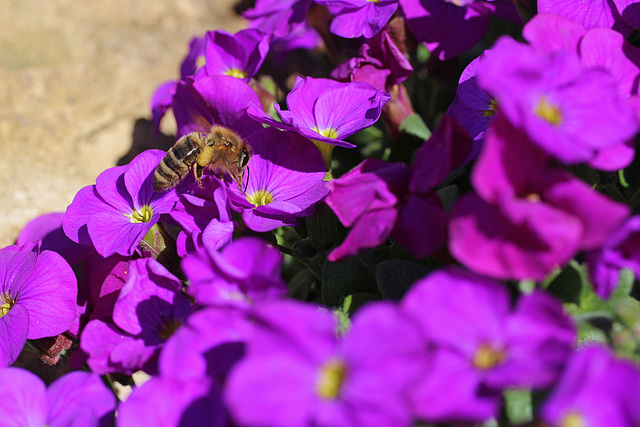 Fleißige kleine Biene 3  --  (PicinPic)