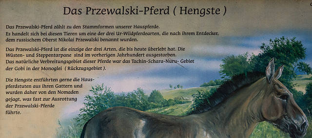20151010 9108VRTw [D~H] Przewalski-Pferd, Wisentgehege, Springe-Deister