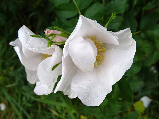 Rosa Rugosa in the rain